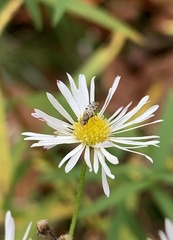 Dioxyna picciola