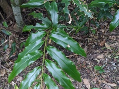 Alpinia arundelliana
