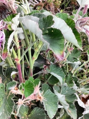 Pelargonium cordifolium