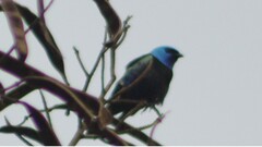 Stilpnia cyanicollis