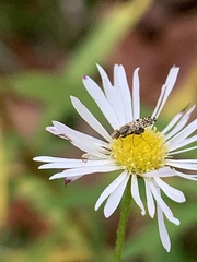 Dioxyna picciola
