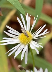 Dioxyna picciola