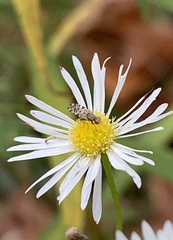 Dioxyna picciola