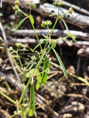 Euphorbia graminea