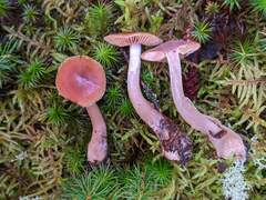 Cortinarius neofurvolaesus