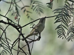 Vireo