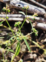 Euphorbia graminea