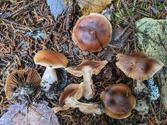 Cortinarius neofurvolaesus
