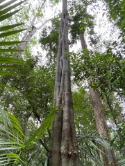 Aspidosperma discolor