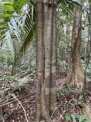 Aspidosperma discolor