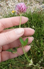 Trifolium parryi