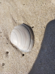 Austromactra rufescens