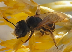 Halictus tripartitus