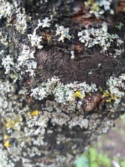 Phaeophyscia orbicularis