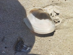 Austromactra rufescens