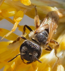 Halictus tripartitus