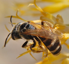 Halictus tripartitus