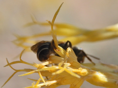 Halictus tripartitus