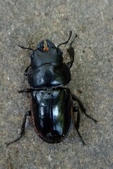Neolucanus laticollis