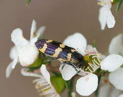 Castiarina