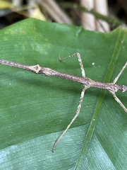 Exocnophila