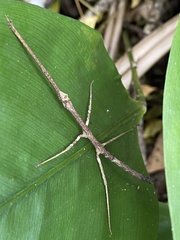 Exocnophila