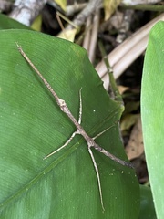 Exocnophila