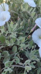 Convolvulus hermanniae