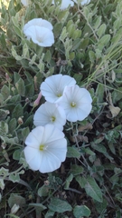 Convolvulus hermanniae