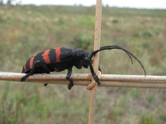 Ceroplesis capensis