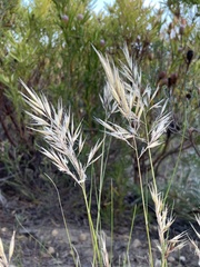 Pseudopentameris macrantha