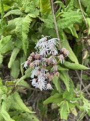 Aristeguietia salvia