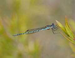 Austrolestes psyche