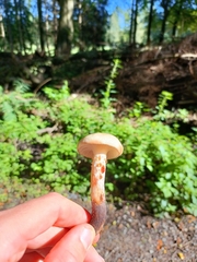 Gomphidius maculatus