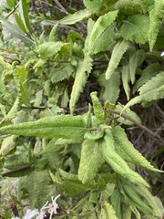 Aristeguietia salvia
