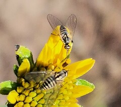Mythicomyiidae