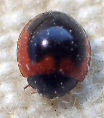 Exochomus subrotundus