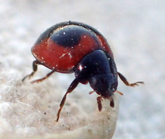 Exochomus subrotundus