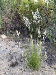 Pseudopentameris macrantha