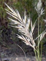 Pseudopentameris macrantha