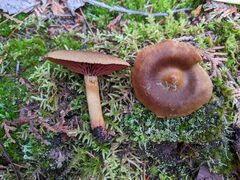 Dermocybe