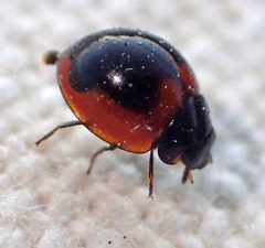 Exochomus subrotundus