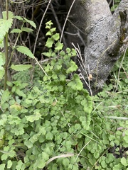 Adiantum chilense