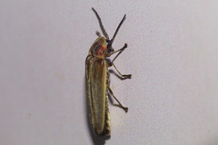 Photinus