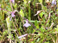 Lobelia neglecta