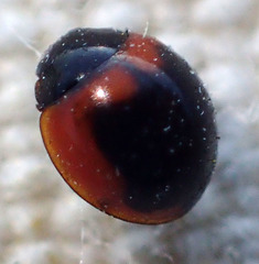 Exochomus subrotundus