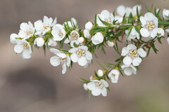 Leptospermum continentale