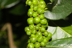 Casearia sylvestris