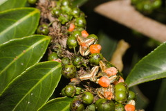 Casearia sylvestris