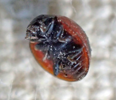 Exochomus subrotundus